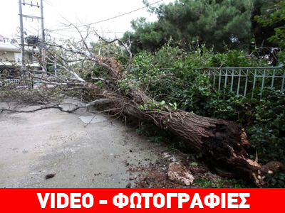 Ξάνθη: Δέντρο καταπλάκωσε Ι.Χ. απέναντι από την Πυροσβεστική