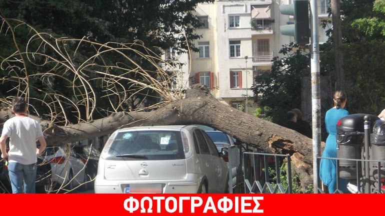 Θεσσαλονίκη: Πτώση δέντρου στην Κασσάνδρου – Προβλήματα στην κυκλοφορία