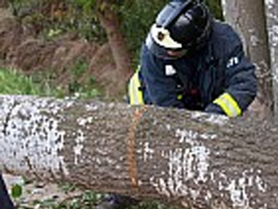 Καταπλακώθηκε από δέντρο