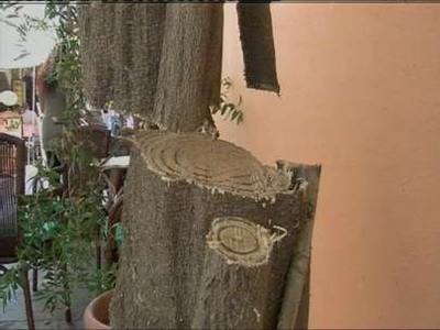 Ασυνείδητος έκοψε δέντρο στο κέντρο του Ρεθύμνου