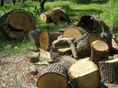 Ρέθυμνο: Ανεξέλεγκτες διαστάσεις λαμβάνει η παράνομη κοπή δέντρων