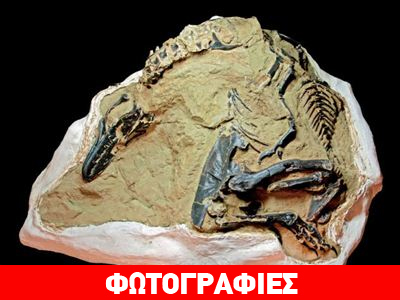 Δημοπρατούνται σκελετοί δεινοσαύρων στις ΗΠΑ