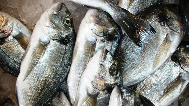 Κατάσχεση αλιευμάτων στη Δραπετσώνα