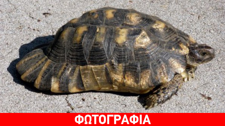 Xελώνα προκάλεσε τροχαίο στην Ξάνθη