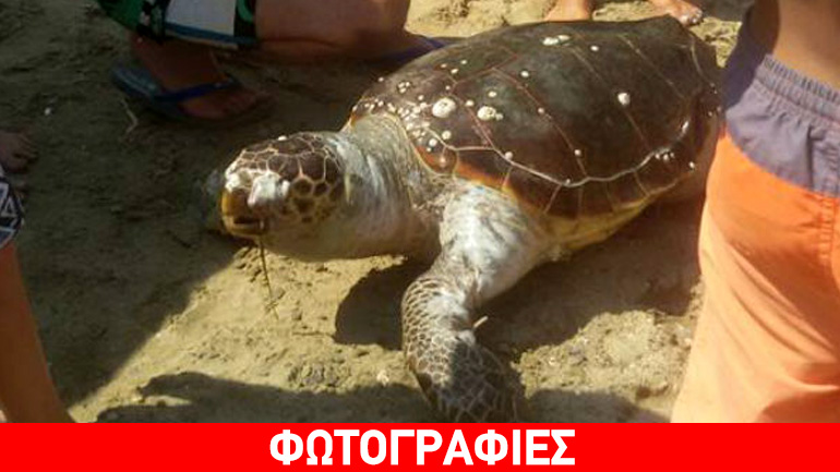 Νεκρή θαλάσσια χελώνα στην Εύβοια