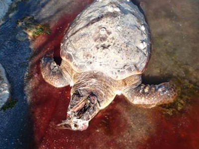 Εντοπισμός χελώνας με τραύμα στο κεφάλι από πρόκα!