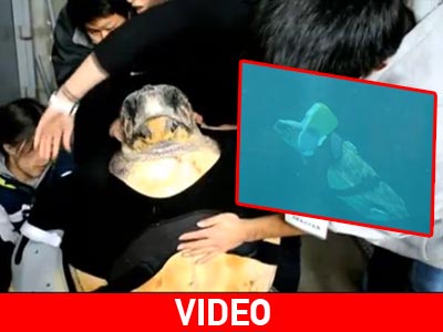 Ιαπωνία: Χείρα βοηθείας για τραυματισμένη θαλάσσια χελώνα