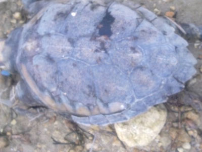 Κρήτη: Νεκρή χελώνα στην παραλία της Ανάληψης