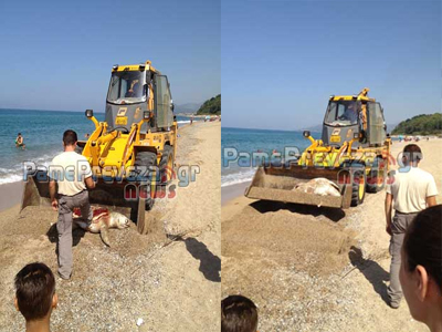 Νεκρή θαλάσσια χελώνα στην Πρέβεζα