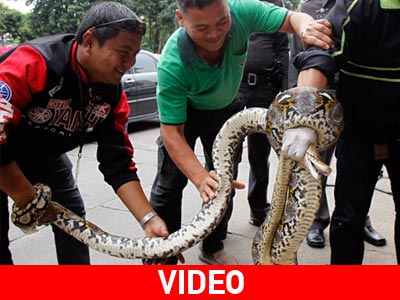 Ταϊλάνδη: Δεκάδες ερπετά γλύτωσαν την… κατσαρόλα