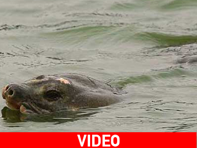 Σε κίνδυνο η ιερή χελώνα στο Ανόι