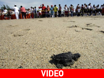 Μεξικό: Χιλιάδες χελωνάκια ξεκίνησαν το ταξίδι προς την ενηλικίωση
