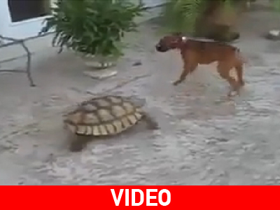 Η χελώνα και ο σκύλος Η χελώνα και ο σκύλος