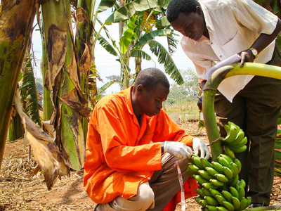 S.O.S. για τις μπανάνες