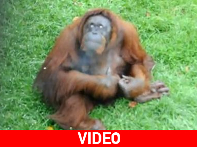 «Stop» στο κάπνισμα για ουραγκοτάγκο στη Μαλαισία