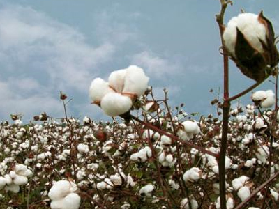 Σύντομα η πιστοποίηση του Κέντρου βάμβακος Καρδίτσας