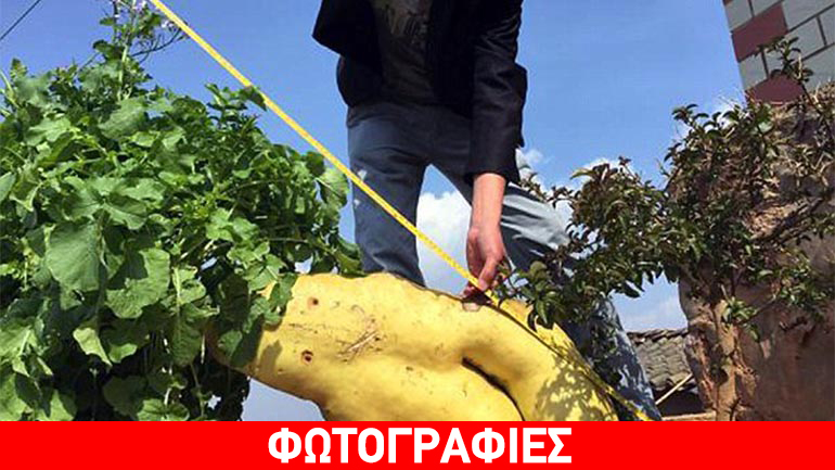 Λαχανικό για… γίγαντες!