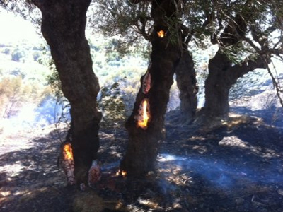 Καθαρισμός ρεμάτων στη Βιάννο Κρήτης