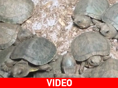 Ινδία: Οι βαλίτσες έκρυβαν… χελώνες!