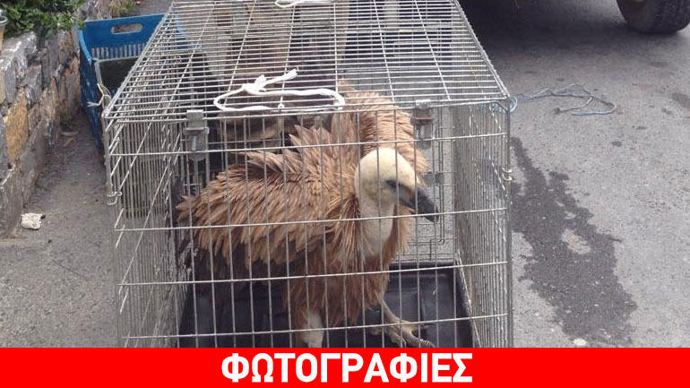 Δηλητηρίασαν με φόλα δύο γύπες στην Ιεράπετρα