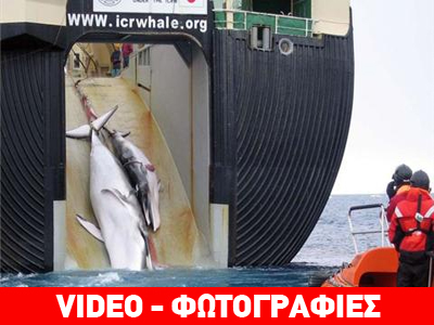 Ν. Κορέα: Στο κυνήγι της φάλαινας για… επιστημονικούς σκοπούς