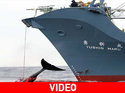 Ζητούν επανέναρξη του προγράμματος φαλαινοθηρίας Ζητούν επανέναρξη του προγράμματος φαλαινοθηρίας