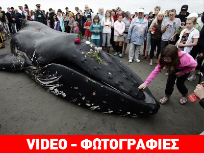 Νεκρή φάλαινα στον Καναδά