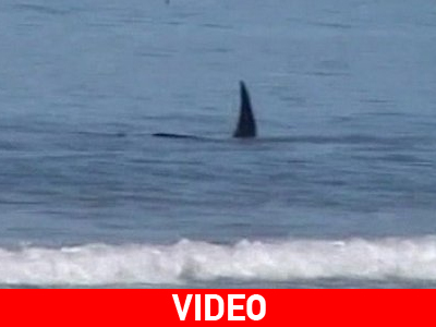 N. Ζηλανδία: Φάλαινα-δολοφόνος επιτίθεται σε καρχαρία N. Ζηλανδία: Φάλαινα-δολοφόνος επιτίθεται σε καρχαρία