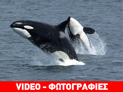 Αίσιο τέλος για παγιδευμένες φάλαινες – δολοφόνους στον Καναδά Αίσιο τέλος για παγιδευμένες φάλαινες – δολοφόνους στον Καναδά