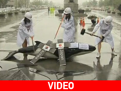 Ν. Κορέα: «Όχι» στη φαλαινοθηρία