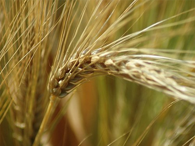 Αργεντινή: Ελπίδες για μείωση των τιμών στα τρόφιμα λόγω… καλής σοδειάς