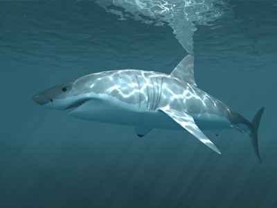 Οι μεγάλοι λευκοί καρχαρίες ζουν 40 χρόνια περισσότερο!