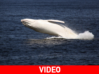 Σπάνια λευκή φάλαινα στα ανοικτά της Αυστραλίας