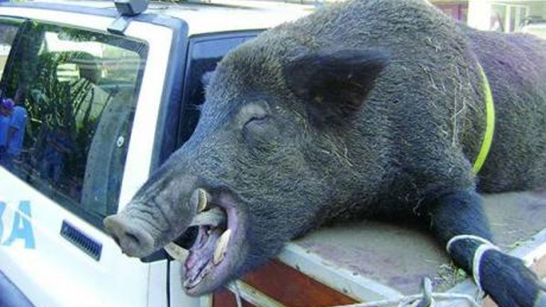 Αγριογούρουνα 200 κιλών σκότωσαν κυνηγοί στη Μεσσηνία