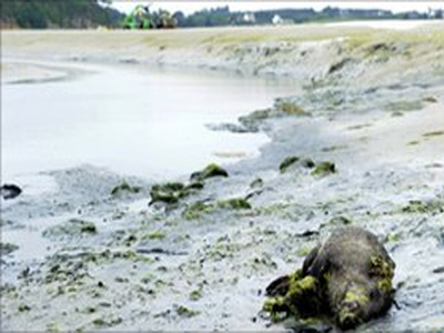 Ανησυχία για τοξικά φύκια στη Γαλλία