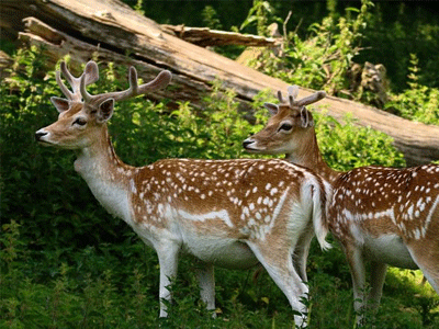 Αυστραλία: Μάστιγα και τα άγρια… ελάφια!