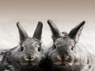 Λήμνος: Πολλές προτάσεις, καμία απόφαση για τα αγριοκούνελα