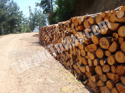 Ξάνθη: Γίνονται λαθροϋλοτόμοι για μια ζεστή γωνιά!