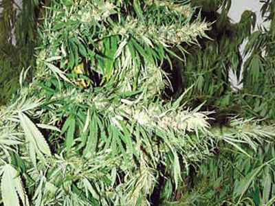 «Αγαπημένος» τους προορισμός το…ρέμα