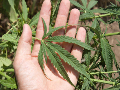 Δενδρύλλια ινδικής κάνναβης στην…ταράτσα