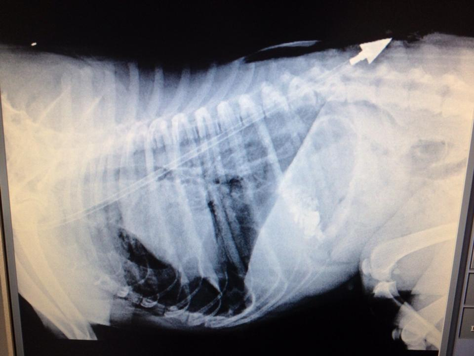 Ακτινογραφία που δείχνει το μέγεθος της ζημιάς στο σώμα της σκυλίτσας