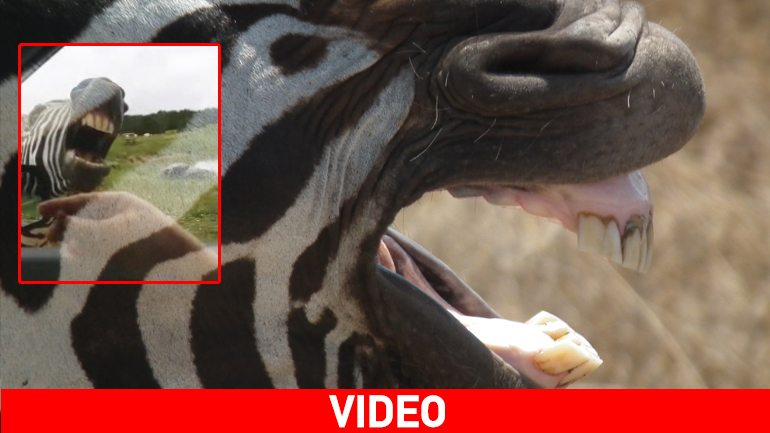 Η ζέβρα τα… μιλάει καλά!