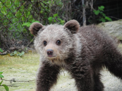 Η μικρή Ζωή… ζωήρεψε
