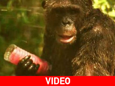 Ταϊλάνδη: Τα ζώα το προτιμούν κρύο!