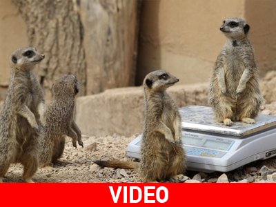 Ώρα για… ζύγισμα!