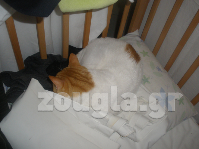 Η γάτα της οικογένειας