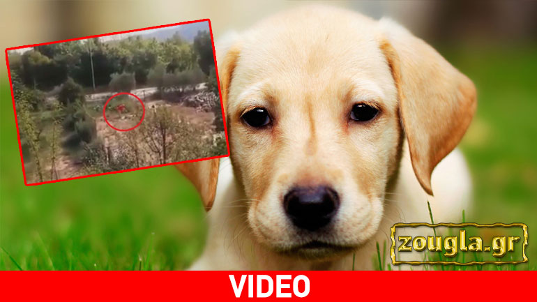 Καβάλα: Το video με την κακοποίηση σκύλου από δημοτικό σύμβουλο
