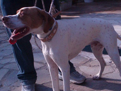 Χάθηκε ο Ρωμύλος