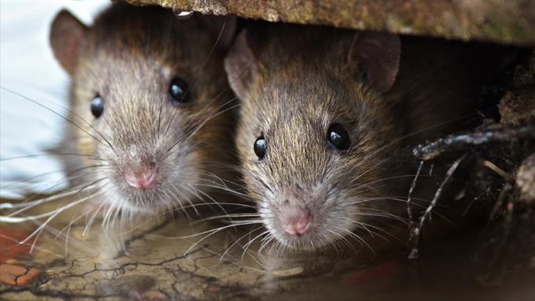 Νέα Ζηλανδία: Εξόντωση όλων των αρουραίων και των υπολοίπων μη ιθαγενών αρπακτικών