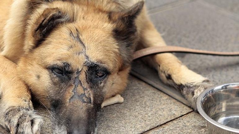 Στα πιο σοβαρά κακουργήματα κατατάσσει το FBI την κακοποίηση ζώων